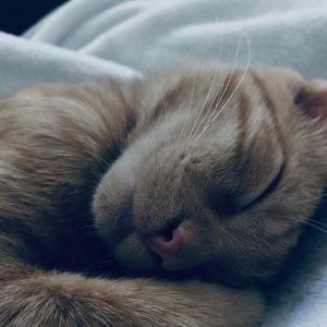 Meet your Posher, Lilith